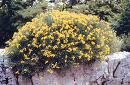 A Carsiana, la rara ginestra stellata