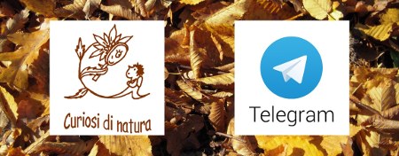 Su Telegram !