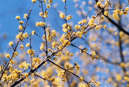 Il corniolo in fiore